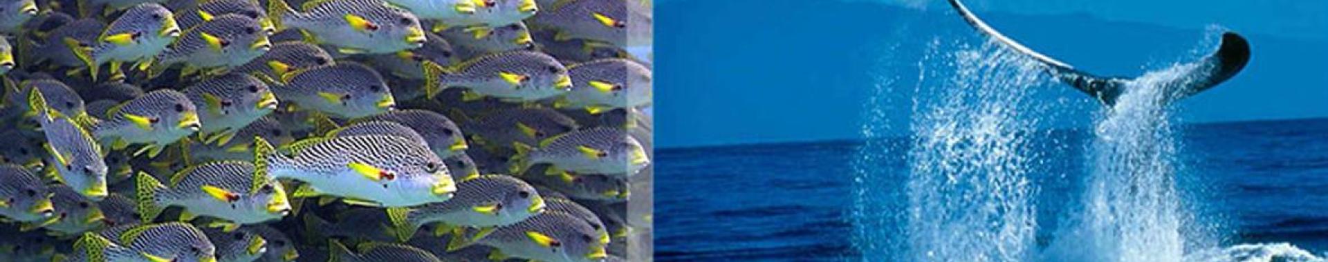 Split image: school of fish and a whale's tail.