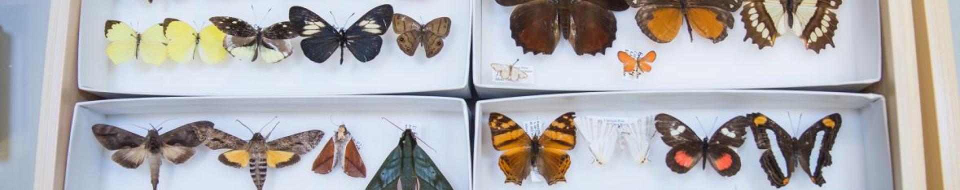 Butterflies from ASU's natual history collection.